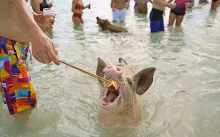 Swimming with Pigs in the Bahamas: Family-Friendly Adventures