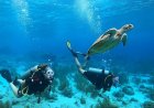 Scuba Diving 101: The Best Dive Sites in Bonaire for Beginners vs. Pros.