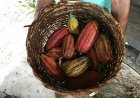 Chocolate Tourism: Visiting Cacao Farms in Grenada and St. Lucia.