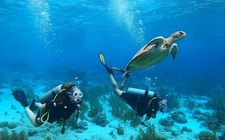 Scuba Diving 101: The Best Dive Sites in Bonaire for Beginners vs. Pros.