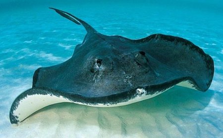 Swimming with Wildlife: Where to Find Swimming Pigs, Stingrays, and Turtles.