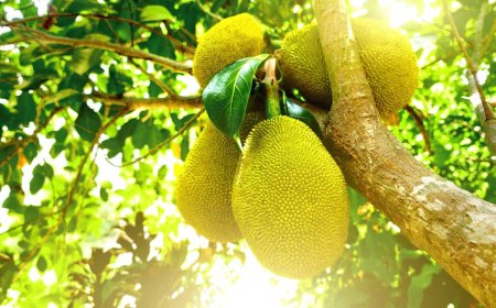 Local Fruits You’ve Never Heard Of: Soursop, Ackee, and Breadfruit explained.