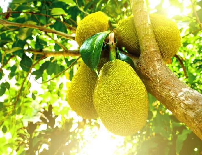 Local Fruits You’ve Never Heard Of: Soursop, Ackee, and Breadfruit explained.
