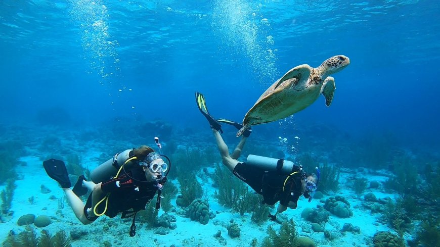 Scuba Diving 101: The Best Dive Sites in Bonaire for Beginners vs. Pros.