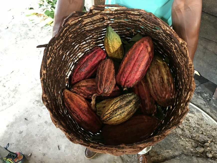 Chocolate Tourism: Visiting Cacao Farms in Grenada and St. Lucia.