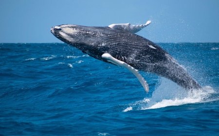 Grand Turk's Trending Status: Whale Watching and ATV Rides for 2025-26