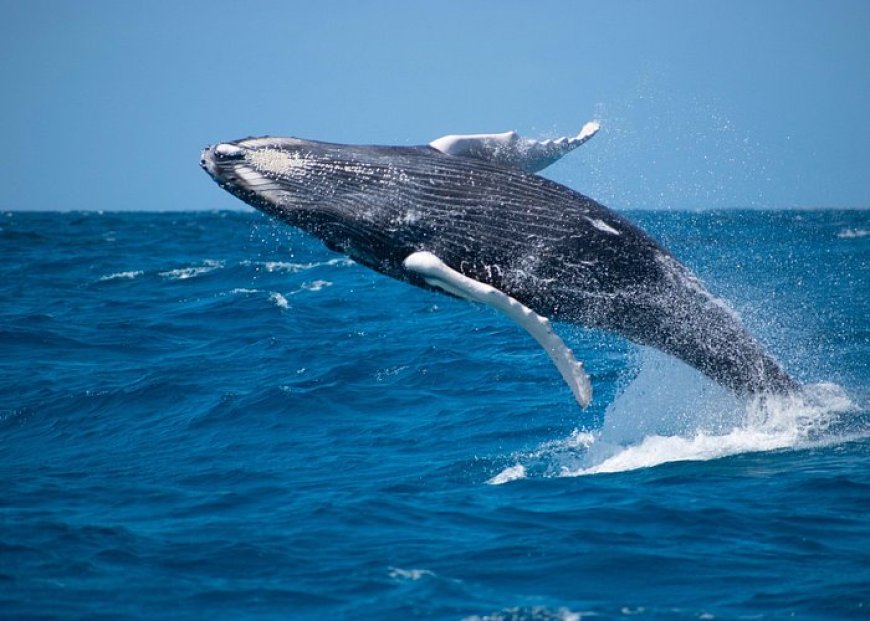 Grand Turk's Trending Status: Whale Watching and ATV Rides for 2025-26