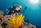 Safest Spots for Solo Scuba Diving