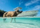 Best Places for Swimming With Pigs