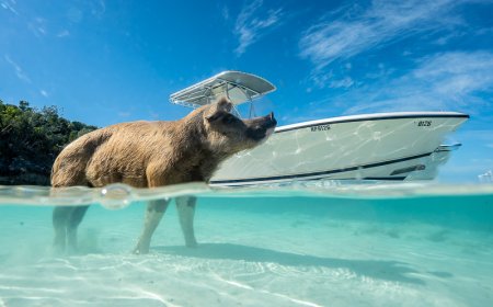 Best Places for Swimming With Pigs