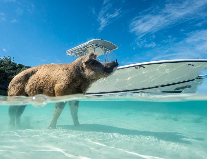Best Places for Swimming With Pigs