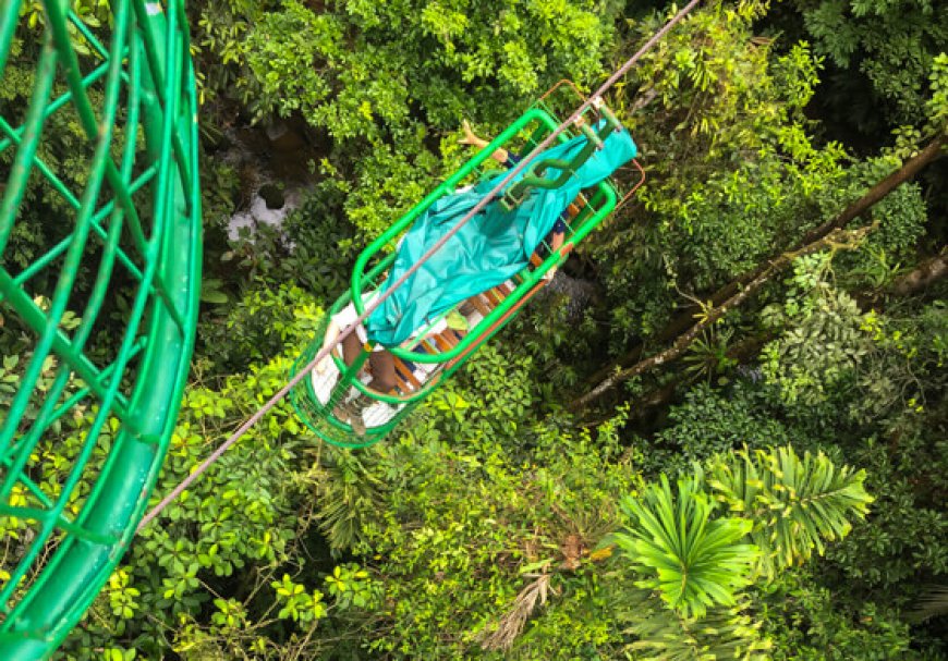 Eco-Tour Adventures in Caribbean Rainforests