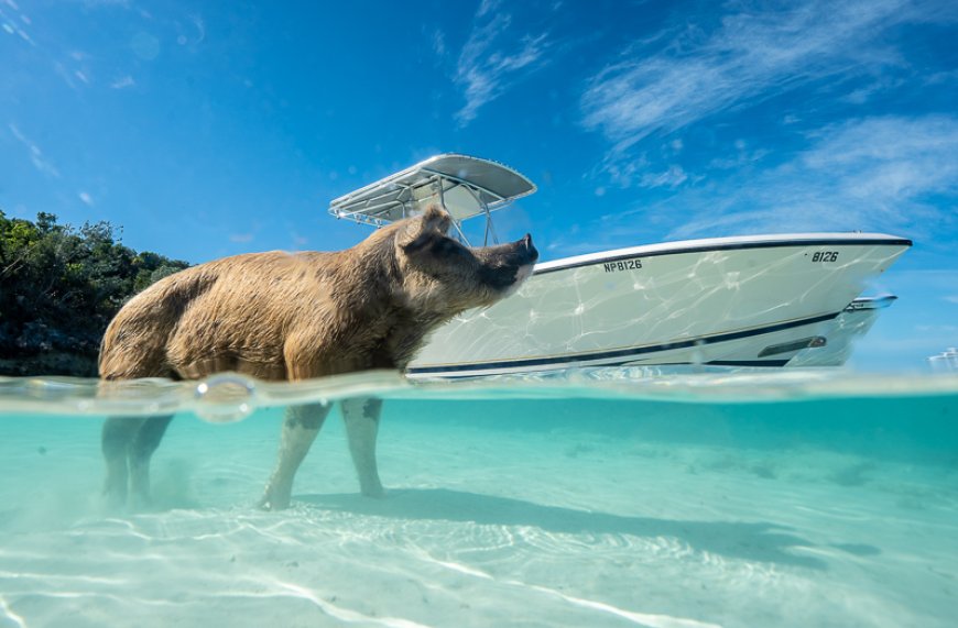 Best Places for Swimming With Pigs