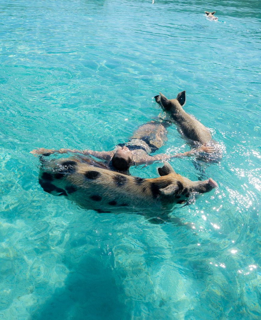 Best Places for Swimming With Pigs