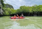 Kayak Expeditions Through Mangrove Forests