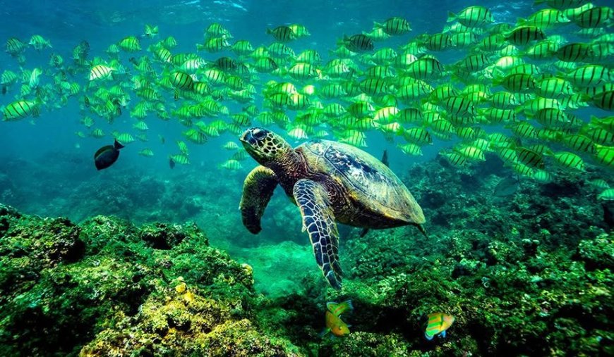 The Ultimate Snorkel Spot Map by Island