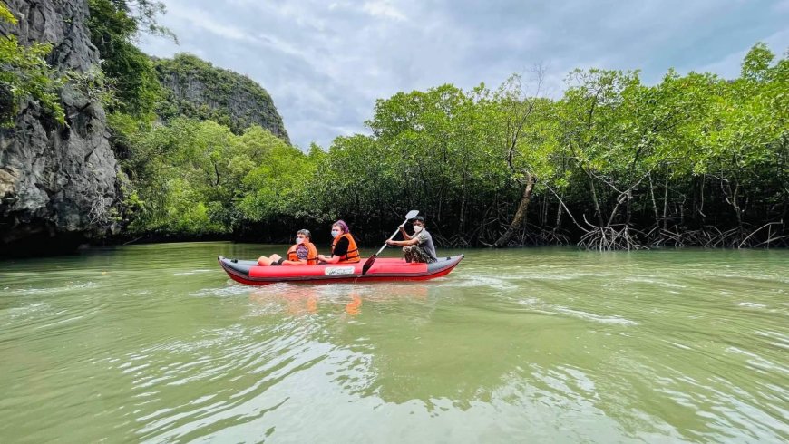 Kayak Expeditions Through Mangrove Forests