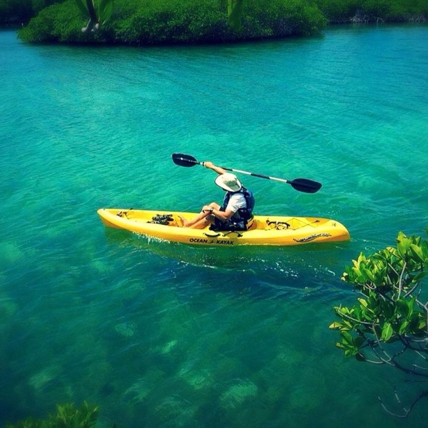 Kayak Expeditions Through Mangrove Forests