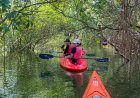 Kayak Expeditions Through Mangrove Forests
