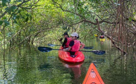 Kayak Expeditions Through Mangrove Forests