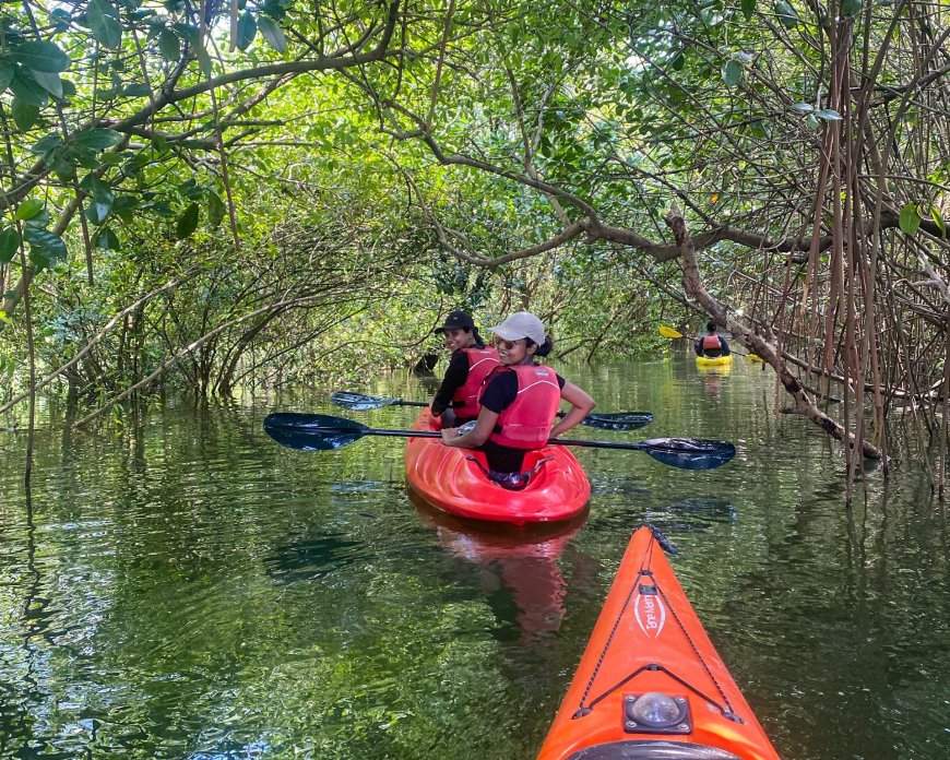 Kayak Expeditions Through Mangrove Forests