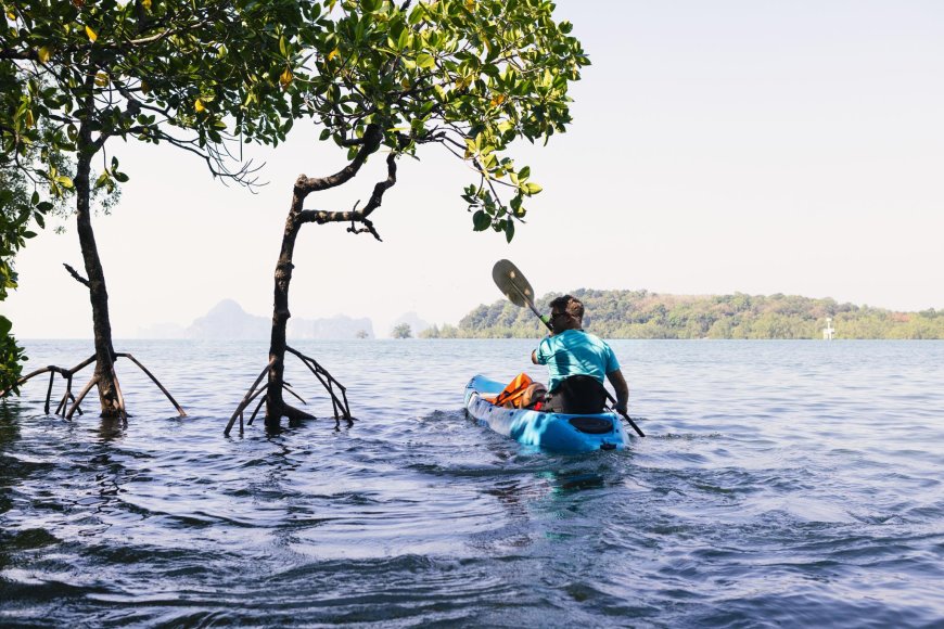 Kayak Expeditions Through Mangrove Forests