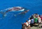 Boat Tours for Dolphin and Whale Watching