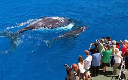 Boat Tours for Dolphin and Whale Watching