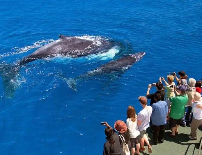 Boat Tours for Dolphin and Whale Watching