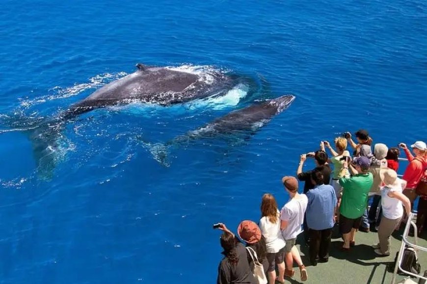 Boat Tours for Dolphin and Whale Watching