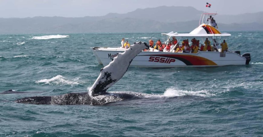 Boat Tours for Dolphin and Whale Watching
