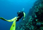 Underwater Photography Tips for Caribbean Waters