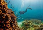 Resorts Offering Protected Coral Reef Tours
