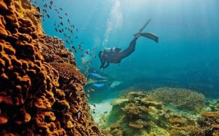 Resorts Offering Protected Coral Reef Tours