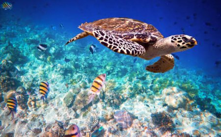 Best Spots to See Sea Turtles
