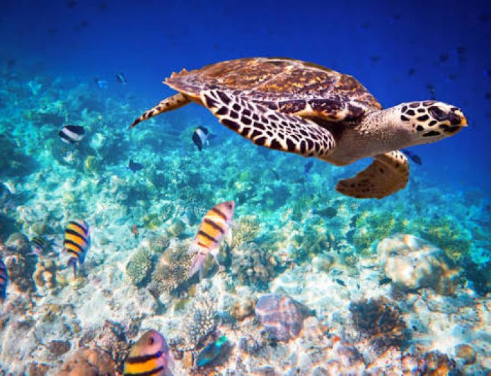 Best Spots to See Sea Turtles