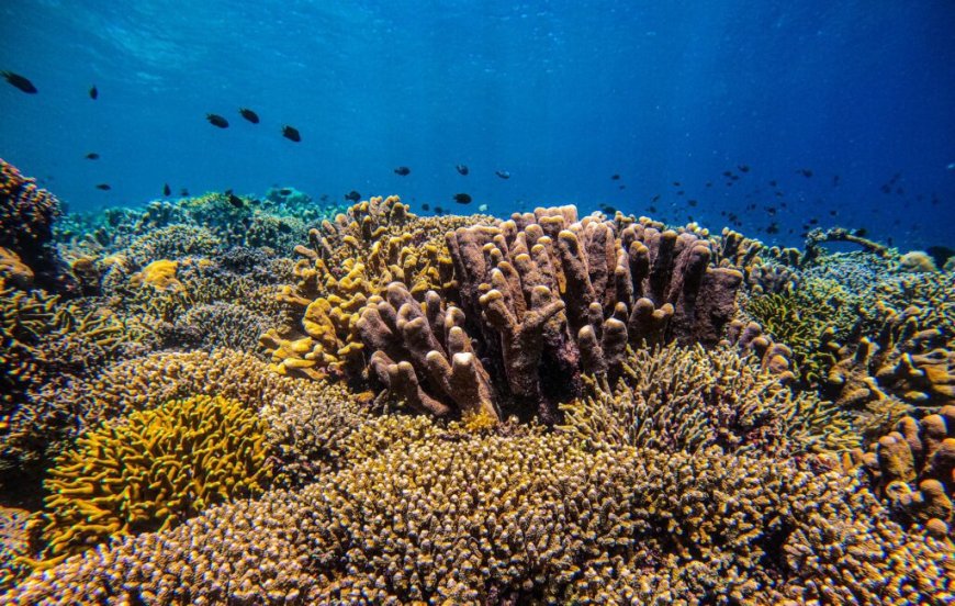 Resorts Offering Protected Coral Reef Tours