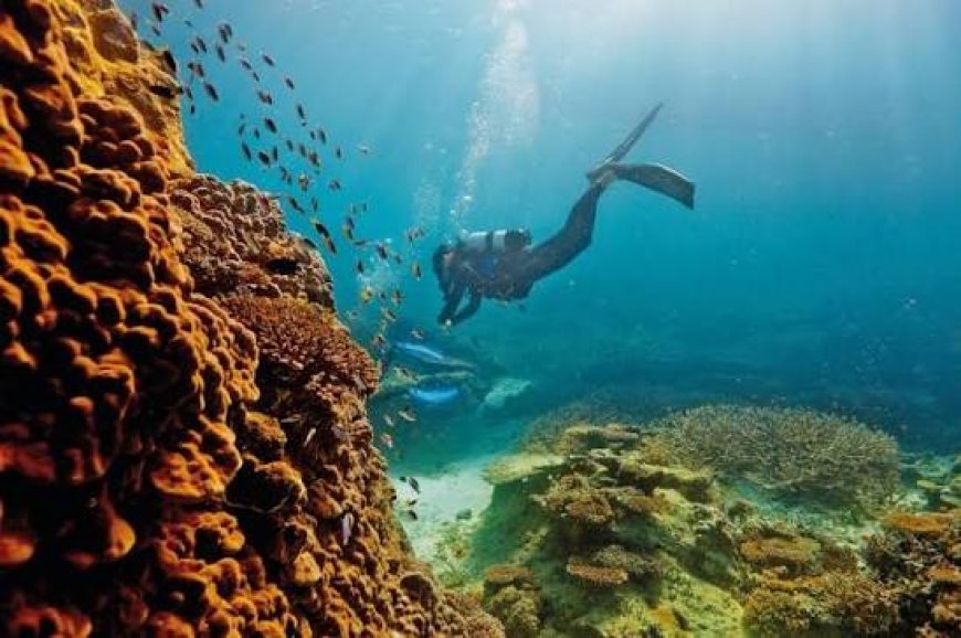 Resorts Offering Protected Coral Reef Tours