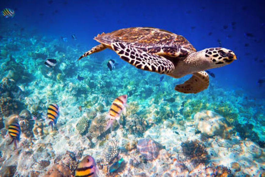 Best Spots to See Sea Turtles