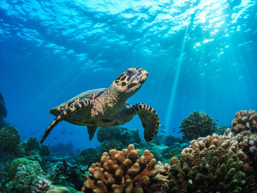 Best Spots to See Sea Turtles