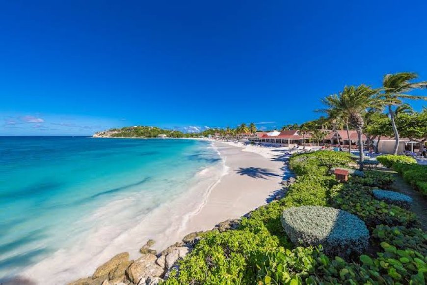 Pet-Friendly All-Inclusive Resorts in the Caribbean