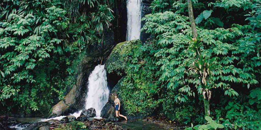 Eco-Tour Adventures in Caribbean Rainforests